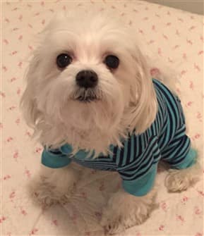 maltese-puppy-wearing-shirt